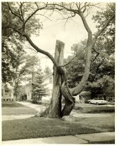 Trail Tree North Avenue
